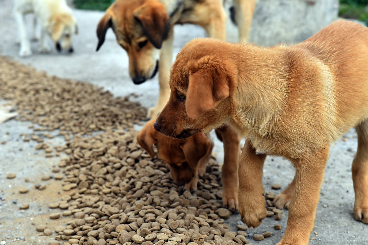 Sokak Hayvanları Mama Bedeli